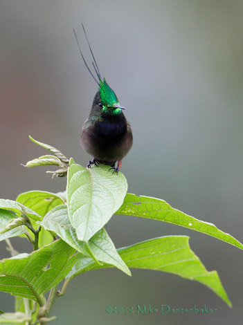 Wire-crested Thorntail (Discosura popelairii) photo