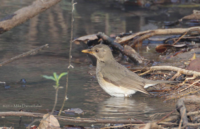 African Thrush (Turdus pelios) photo