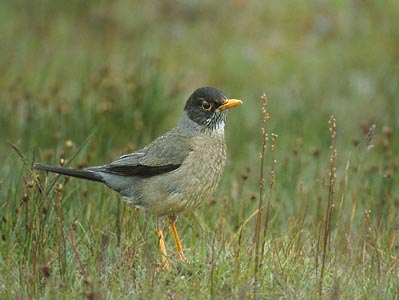Austral Thrush (Turdus falcklandii) photo image