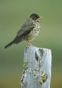 Austral Thrush (Turdus falcklandii) photo image