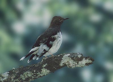 Aztec Thrush (Ridgwayia pinicola) photo image