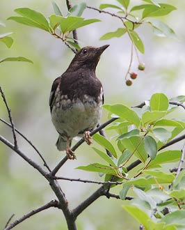 Aztec Thrush (Zoothera (Ridgwayia) pinicola) photo