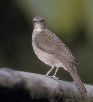 Black-billed Thrush (Turdus ignobilis) photo image
