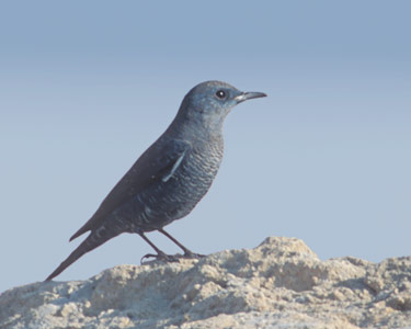 Blue Rock Thrush (Monticola solitarius) photo image