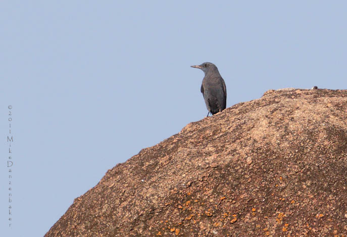 Blue Rock Thrush (Monticola solitarius) photo