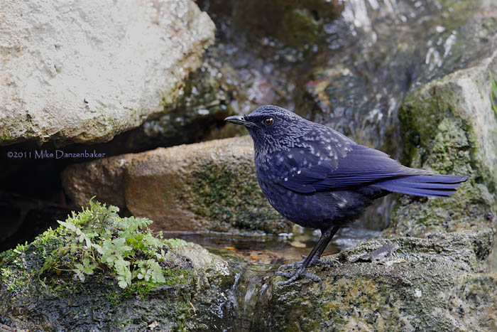 Blue Whistling Thrush (Myophonus caeruleus) photo image