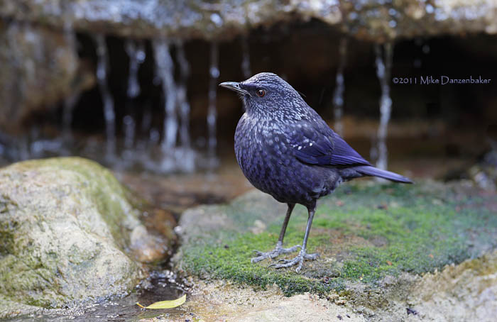 Blue Whistling Thrush (Myophonus caeruleus) photo image
