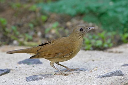 Cocoa Thrush (Turdus fumigatus) photo image