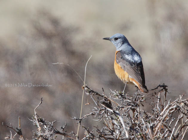 Rufous-tailed Rock Thrush (Monticola saxatilis) photo image