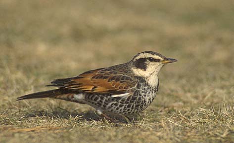 Dusky Thrush (Turdus eunomus) photo image
