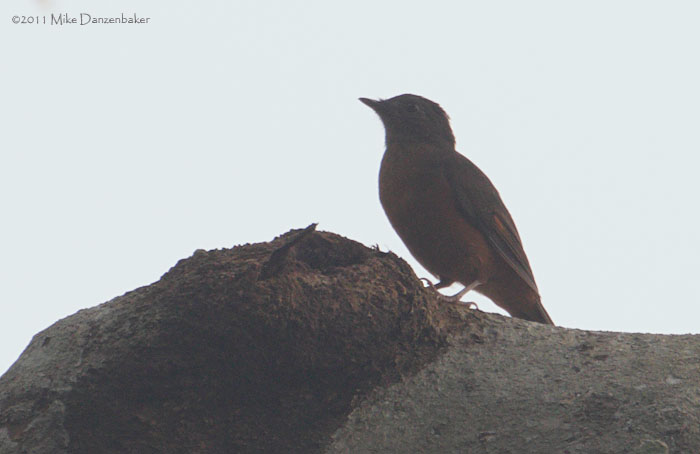Fraser's Rufous Thrush (Stizorhina fraseri) photo image