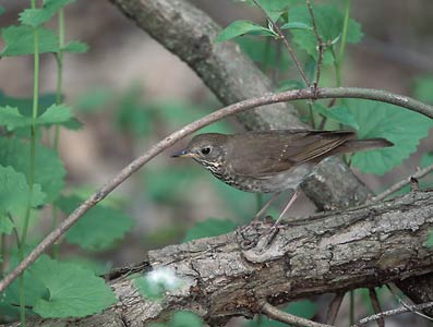 Gray-cheeked Thrush (Catharus minimus) photo image