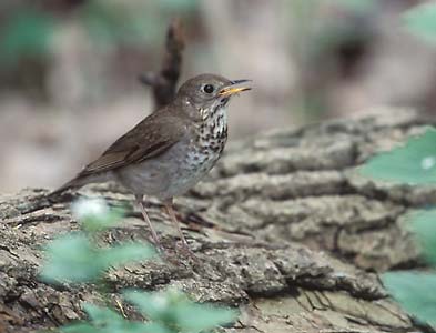 Gray-cheeked Thrush (Catharus minimus) photo image