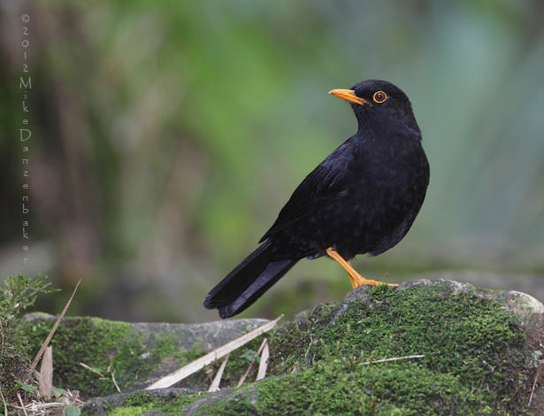 Glossy-black Thrush (Turdus serranus) photo image