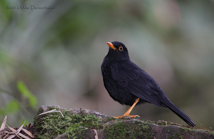 Glossy-black Thrush (Turdus serranus) photo