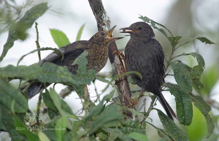 Glossy-black Thrush (Turdus serranus) photo image