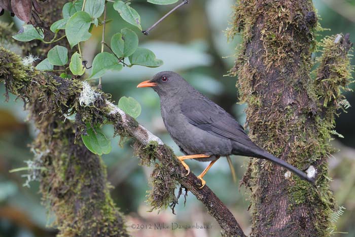 Great Thrush (Turdus fuscater) photo