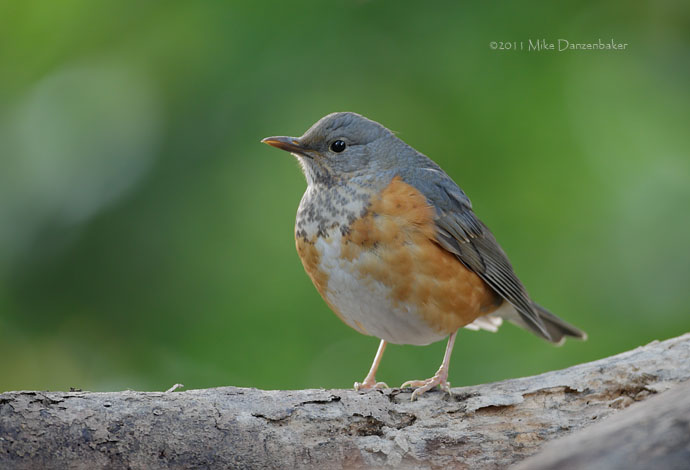 Grey-backed Thrush (Turdus hortulorum) photo image