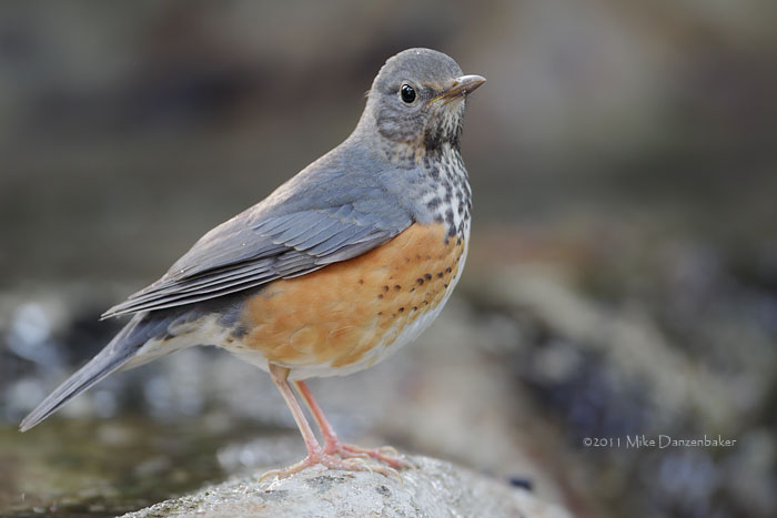 Grey-backed Thrush (Turdus hortulorum) photo image