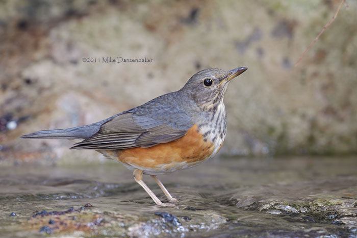 Grey-backed Thrush (Turdus hortulorum) photo image