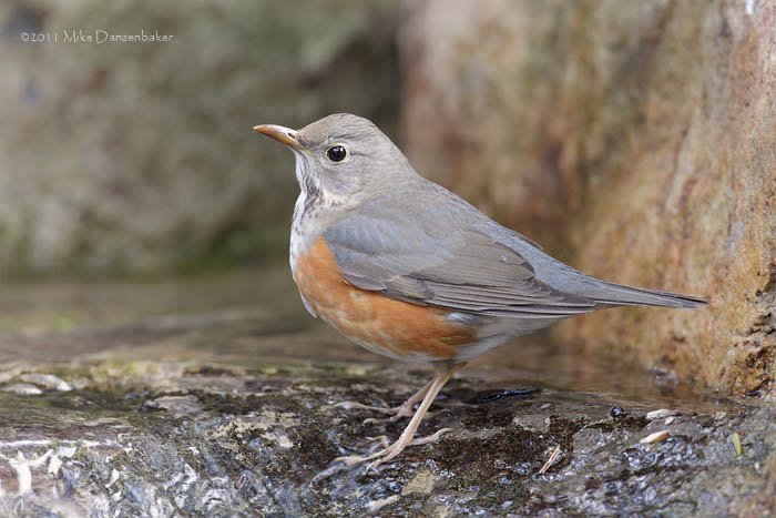 Grey-backed Thrush (Turdus hortulorum) photo image