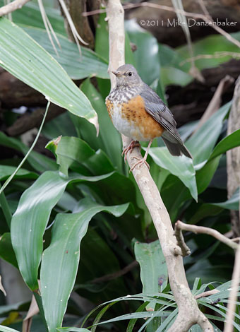 Grey-backed Thrush (Turdus hortulorum) photo image