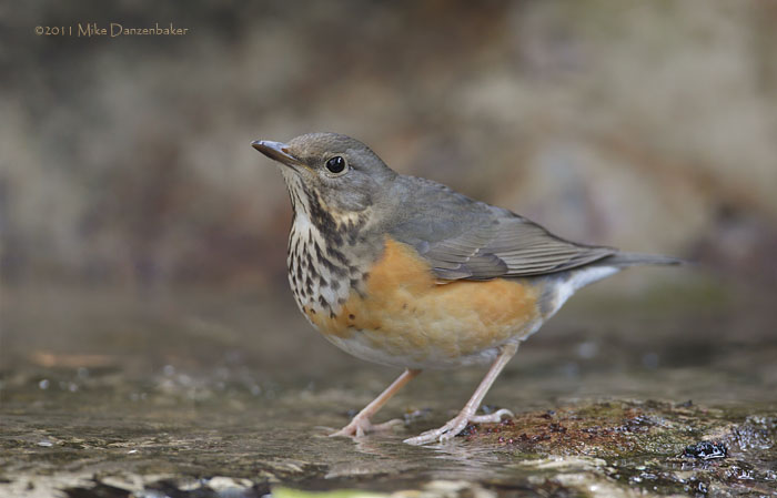 Grey-backed Thrush (Turdus hortulorum) photo image