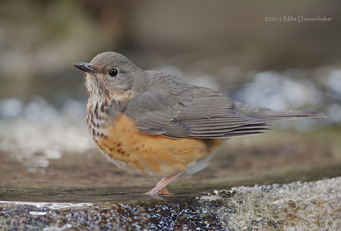 Grey-backed Thrush (Turdus hortulorum) photo image