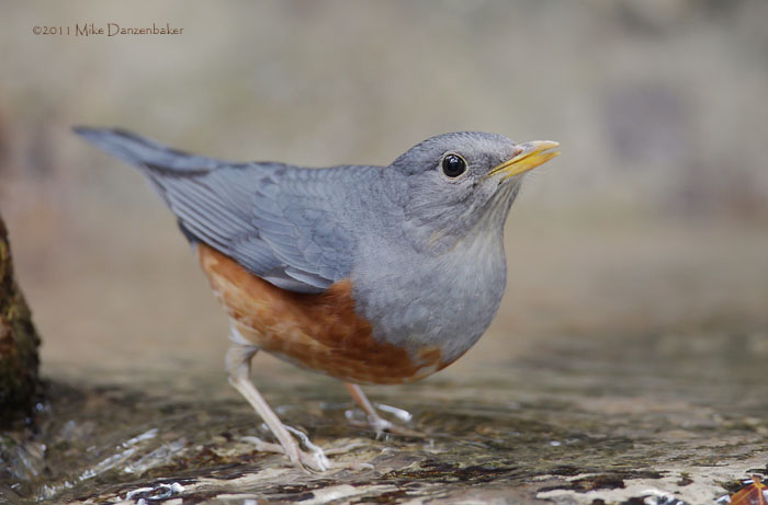 Grey-backed Thrush (Turdus hortulorum) photo image