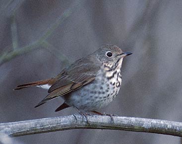 Hermit Thrush (Catharus guttatus) photo image