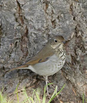 Hermit Thrush (Catharus guttatus) photo