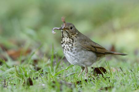 Hermit Thrush (Catharus guttatus) photo