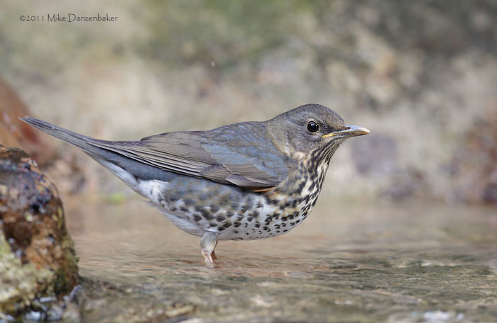 Japanese Thrush (Turdus cardis) photo image