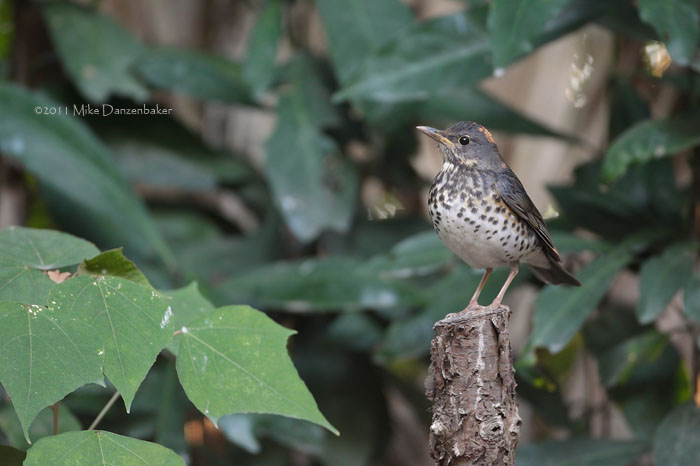 Japanese Thrush (Turdus cardis) photo image