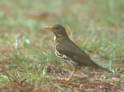 Japanese Thrush (Turdus cardis) photo image