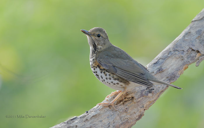 Japanese Thrush (Turdus cardis) photo image