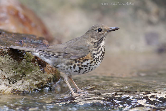 Japanese Thrush (Turdus cardis) photo image