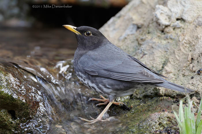 Japanese Thrush (Turdus cardis) photo image