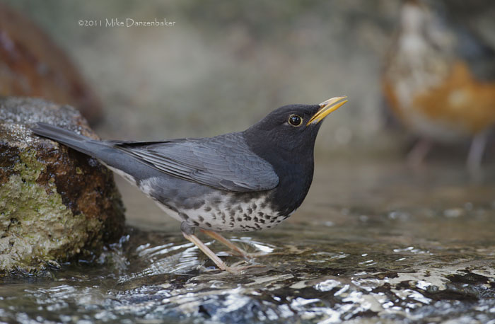 Japanese Thrush (Turdus cardis) photo image