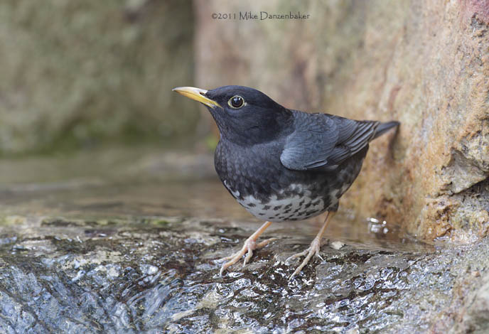 Japanese Thrush (Turdus cardis) photo image