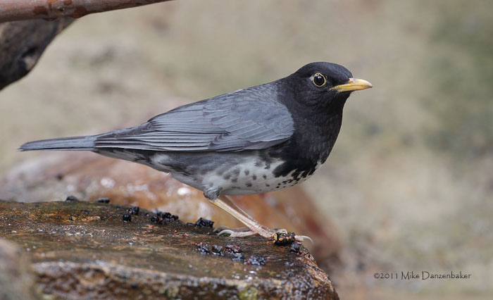 Japanese Thrush (Turdus cardis) photo image