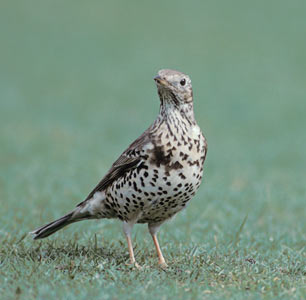 Mistle Thrush (Turdus viscivorus) photo image