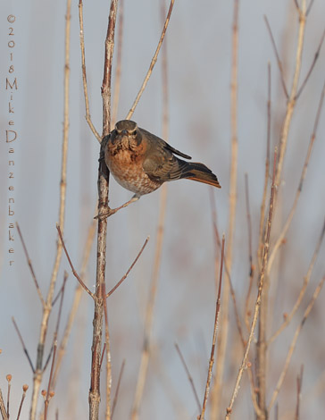 Naumann's Thrush (Turdus naumanni) photo image