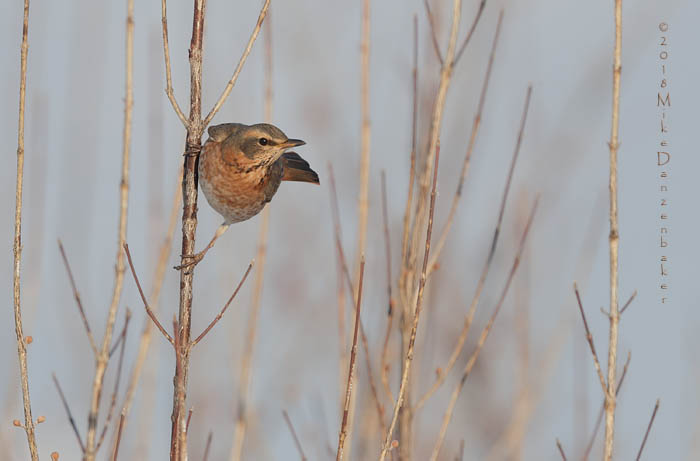 Naumann's Thrush (Turdus naumanni) photo image