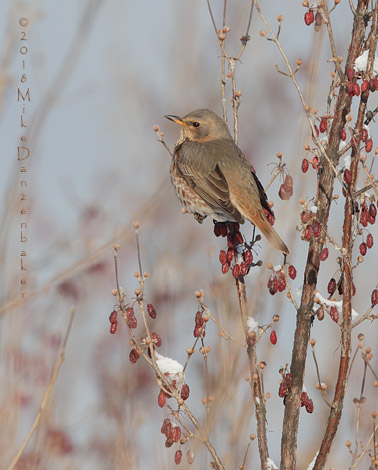 Naumann's Thrush (Turdus naumanni) photo image