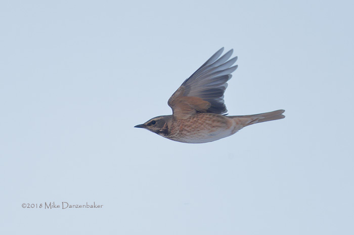 Naumann's Thrush (Turdus naumanni) photo image