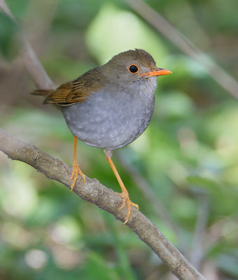 Orange-billed Nightingale-Thrush (Catharus aurantiirostris) photo image