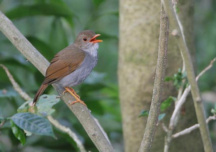 Orange-billed Nightingale-Thrush (Catharus aurantiirostris) photo image