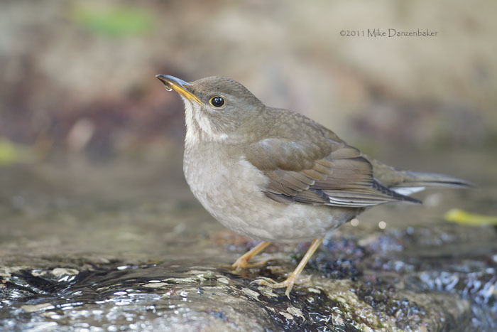 Pale Thrush (Turdus pallidus) photo image