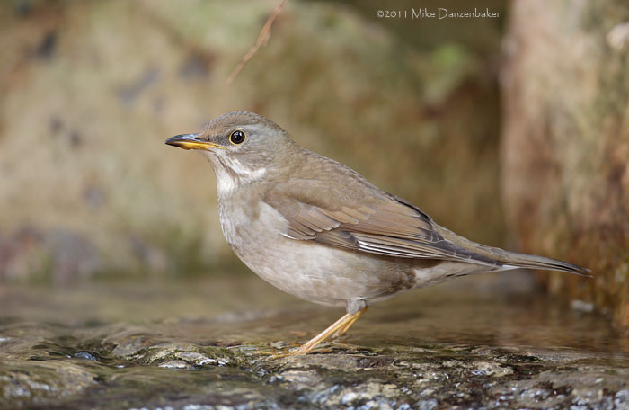 Pale Thrush (Turdus pallidus) photo image